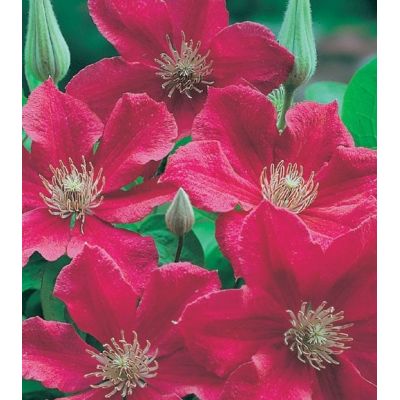 Clematis 'Ernest Markham'