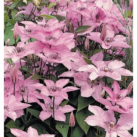 Clematis 'Hagley Hybrid' - image 1