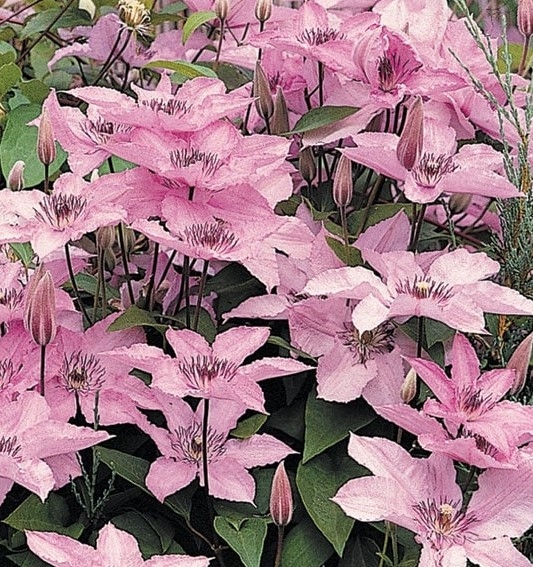 Clematis 'Hagley Hybrid' Windlestone Nursery & Garden Centre in
