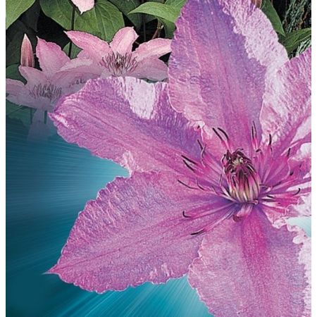 Clematis 'Hagley Hybrid' - image 2