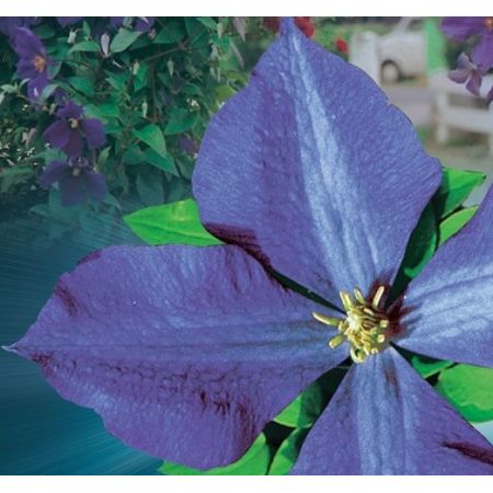 Clematis 'Jackmanii' - image 2