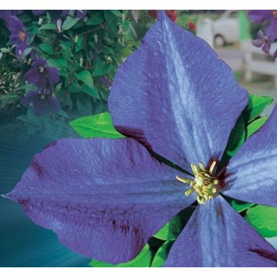 Clematis 'Jackmanii' - image 2