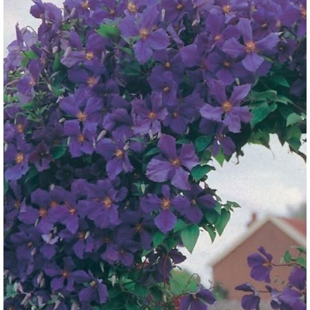 Clematis 'Jackmanii' - image 1