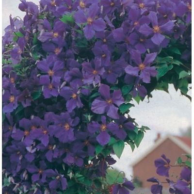 Clematis 'Jackmanii'