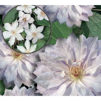 Clematis 'Jackmanii Alba'