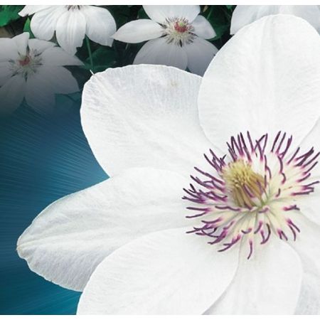 Clematis 'Miss Bateman' - image 2
