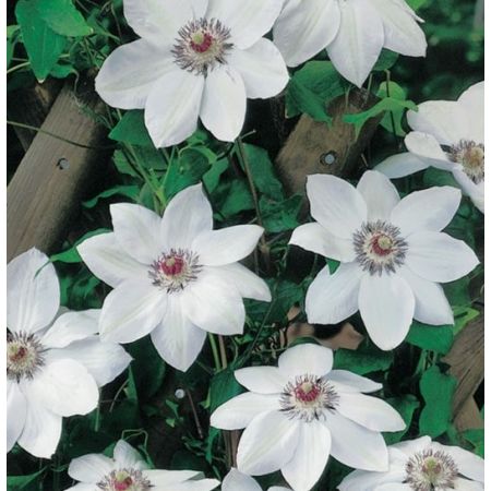 Clematis 'Miss Bateman' - image 1