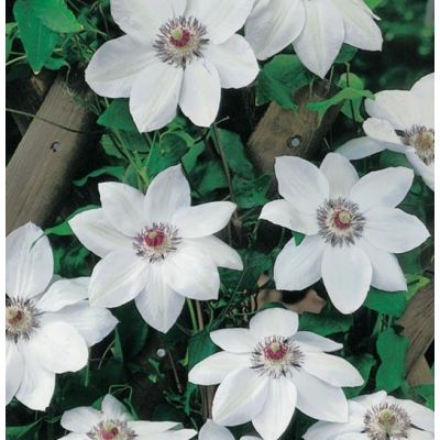 Clematis 'Miss Bateman'