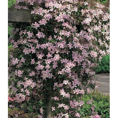 Clematis Montana 'Fragant Spring'