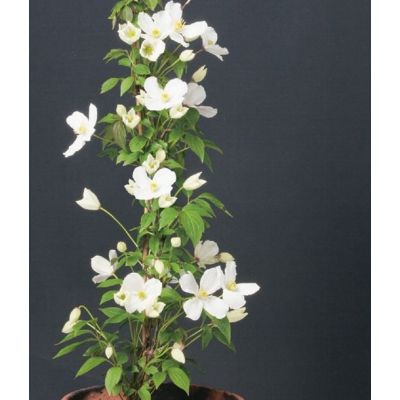 Clematis Montana 'Grandiflora'