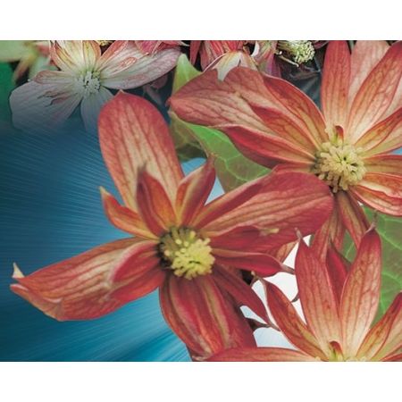 Clematis Montana 'Marjorie' - image 2