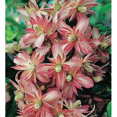 Clematis Montana 'Marjorie'