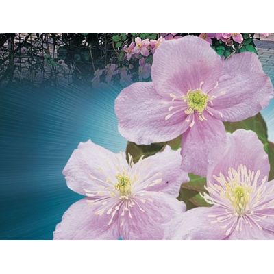 Clematis Montana 'Mayleen' - image 2