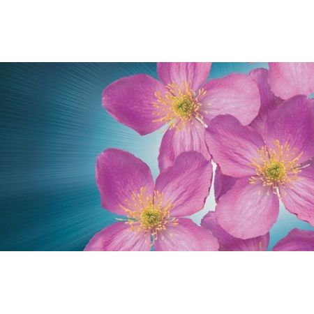 Clematis Montana 'Tetrarose' - image 2