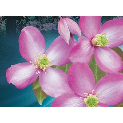 Clematis Montana var. Rubens - image 2