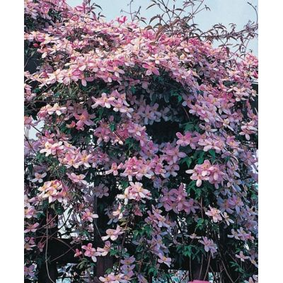 Clematis Montana var. Rubens