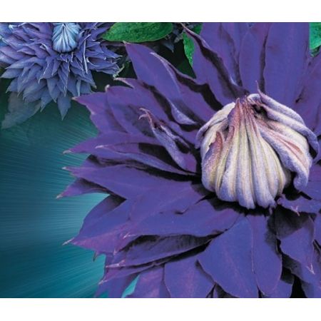 Clematis 'Multi Blue' - image 2