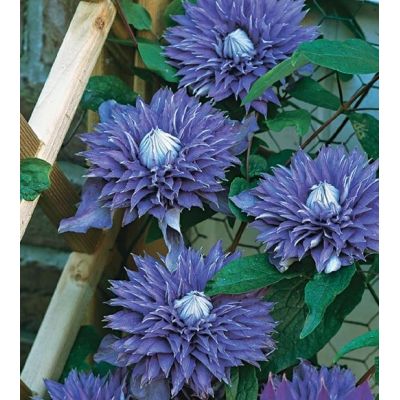 Clematis 'Multi Blue'