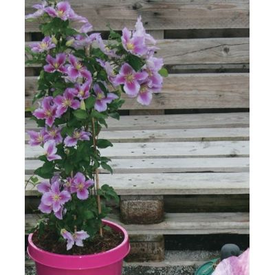 Clematis 'Piilu'