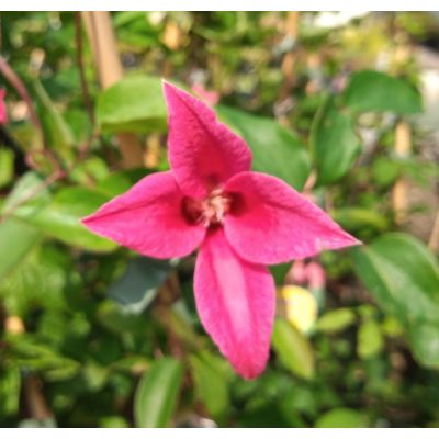 Princess Diana - pink flower - clematis