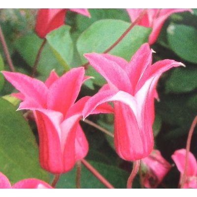 Princess Diana - Clematis - pink flower