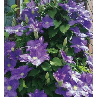Clematis 'Rhapsody'