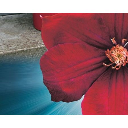 Clematis 'Rouge Cardinal' - image 2