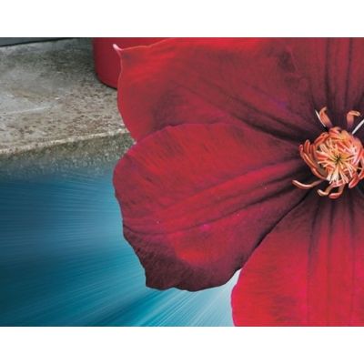 Clematis 'Rouge Cardinal' - image 2