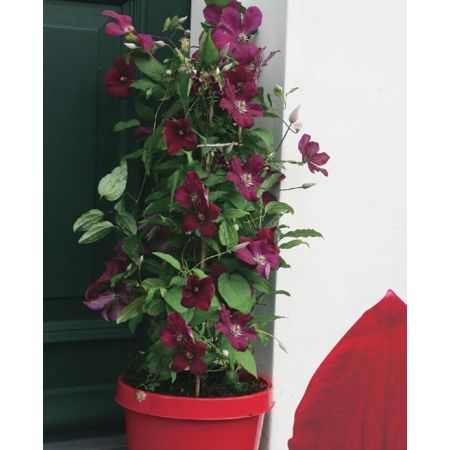Clematis 'Rouge Cardinal' - image 1