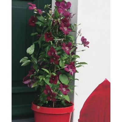 Clematis 'Rouge Cardinal'