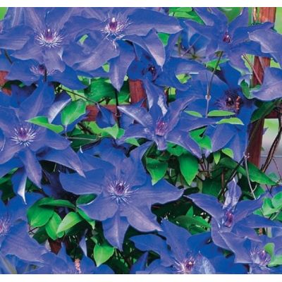 Clematis 'The President'