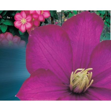 Clematis 'Ville de Lyon' - image 2