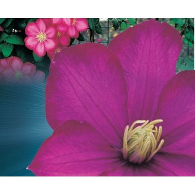 Clematis 'Ville de Lyon' - image 2