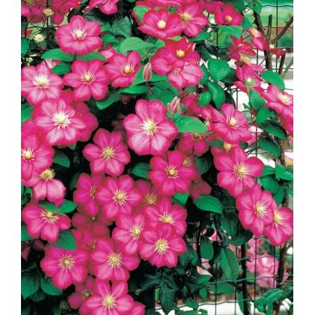 Clematis 'Ville de Lyon' - image 1