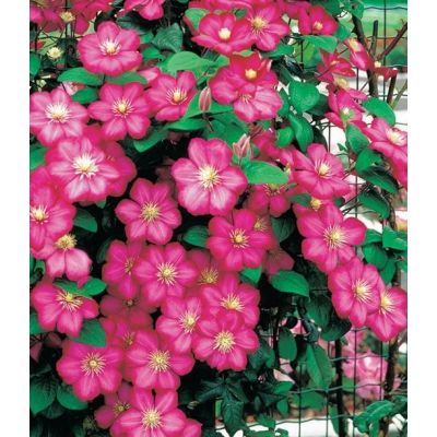 Clematis 'Ville de Lyon'