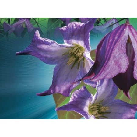 Clematis Viticella 2L - image 2