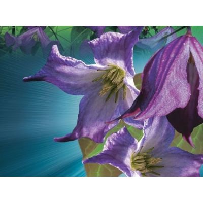 Clematis Viticella 2L - image 2