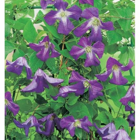 Clematis Viticella 2L - image 1