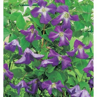 Clematis Viticella 2L