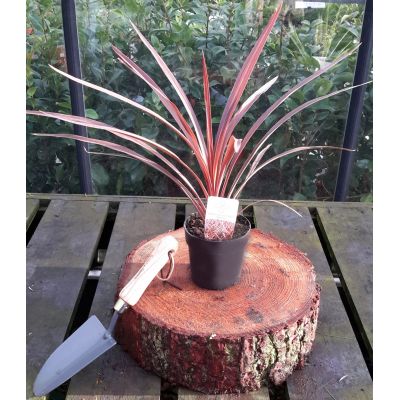Cordyline Australis Red Star 2L