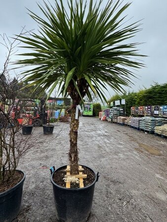 Cordyline Indivisa  - 110L - image 1