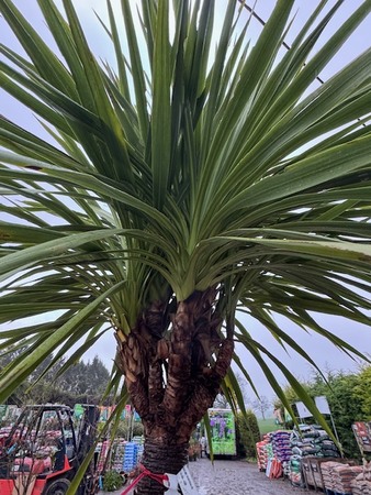 Cordyline Indivisa  - 110L - image 2