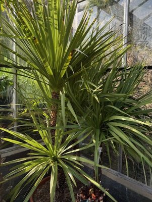 Cordyline Indivisa  - 90L