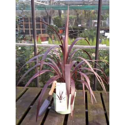 Cordyline Obtecta Superstar 5L