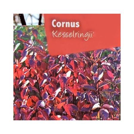 Cornus Alba Kesselringii 1L (Dogwood)