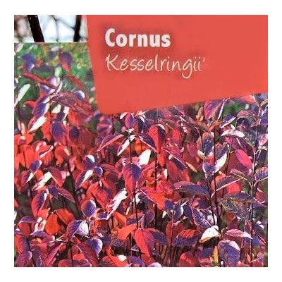 Cornus Alba Kesselringii 1L (Dogwood)