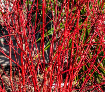 Cornus Alba Sibirica - 9L - 1.2m