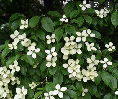 Cornus Angustata Empress Of China - 18L - 0.80m