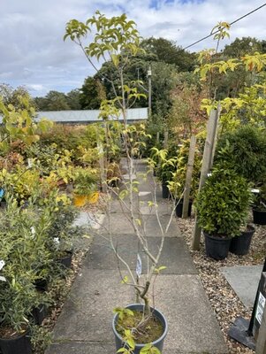 Cornus Angustata Empress Of China - 18L 