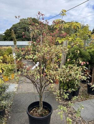 Cornus Controversa Alterniflolia 'Pinky Spot' 35L